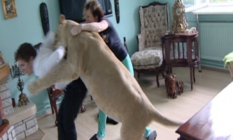ΣΟΚ: Λιοντάρι τον έφαγε μπροστά στην μάνα του![Video]