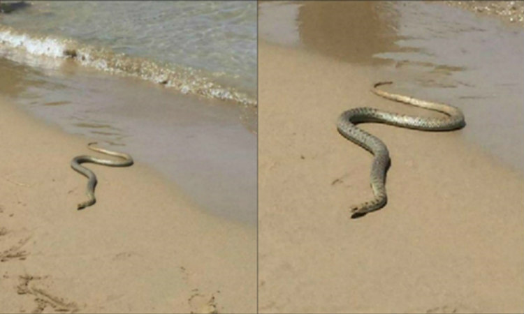ΠΑΝΙΚΟΣ! Φίδι ζεστάθηκε και είπε να… ρίξει μια βουτιά στην θάλασσα -ΦΩΤΟΓΡΑΦΙΕΣ