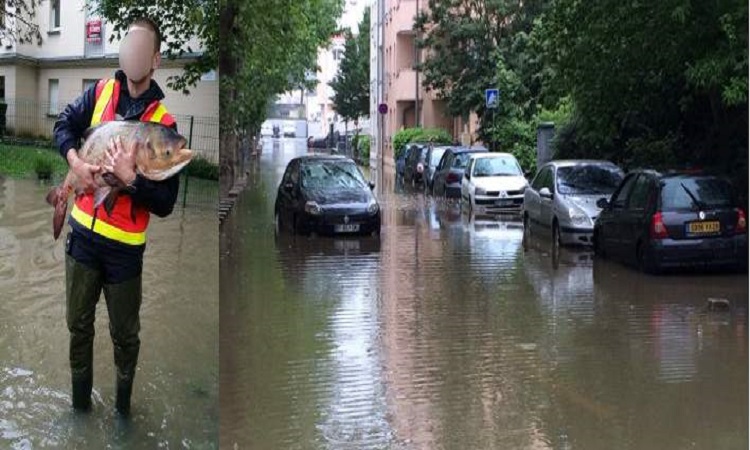 ΓΑΛΛΙΑ: Ψάρια κολυμπούν στους πλημμυρισμένους δρόμους ανάμεσα στα αυτοκίνητα (ΦΩΤΟ)