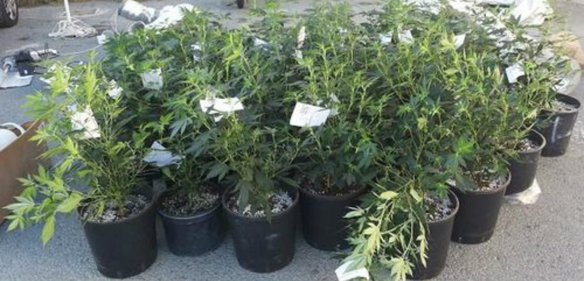 ΕΠ. ΑΜΜΟΧΩΣΤΟΥ: Το μισοκαπνισμένο τσιγάρο «πρόδωσε» τον 45χρονο -  Είχε ολόκληρο φυτώριο με γλάστρες κάνναβης στο σπίτι του