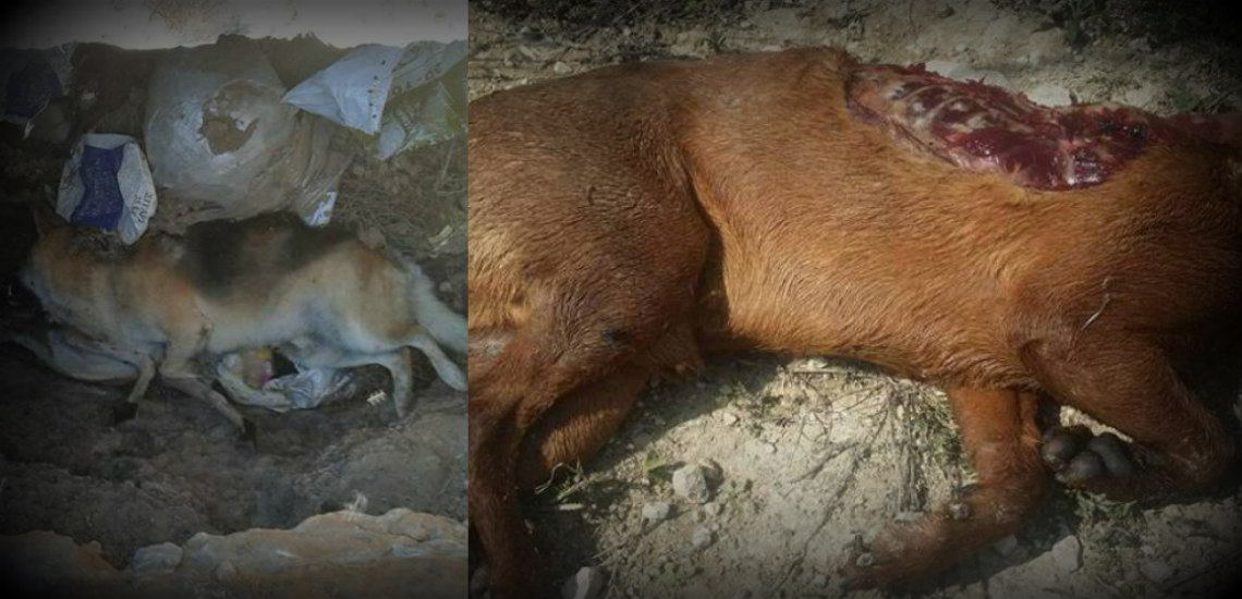 ΠΡΟΣΟΧΗ ΣΚΛΗΡΕΣ ΕΙΚΟΝΕΣ: Ψυχασθενείς δολοφόνοι σκύλων κυκλοφορούν σε ολόκληρη την Κύπρο – Βασανίζουν και σκοτώνουν τα αθώα τετράποδα