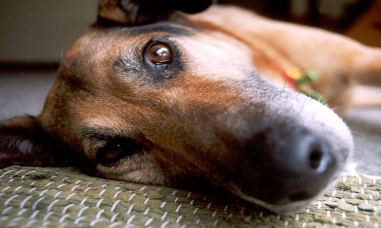 Νομοθεσία Περί Σκύλων: Έρχονται τσουχτερές ποινές σε όσους κακοποιούν τα ζώα και τα παραμελούν