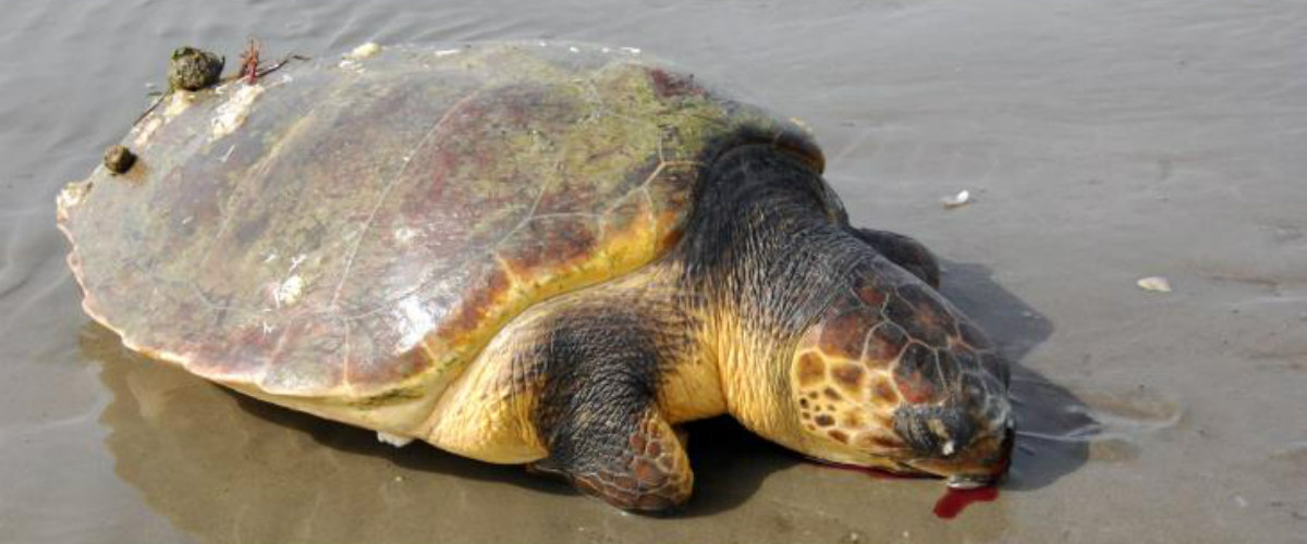 ΛΕΜΕΣΟΣ: 41χρονος και 27χρονος τεμάχισαν χελώνα καρέτα-καρέτα και την πέταξαν στα σκουπίδια