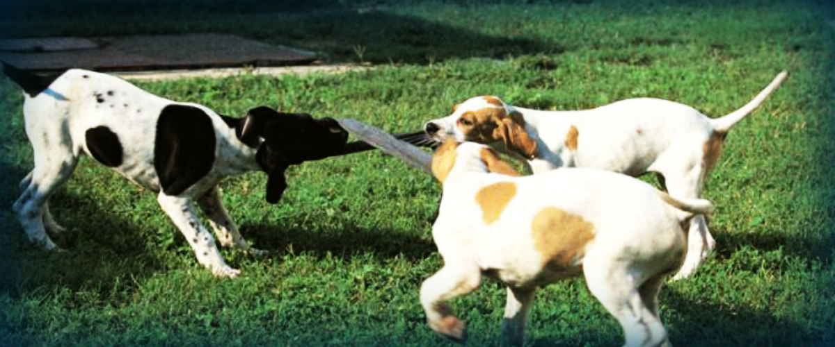 Απίστευτη κλοπή στην Επαρχία Αμμοχώστου – 10 κυνηγητικοί σκύλοι έκαναν  «φτερά» από τα κλουβιά τους