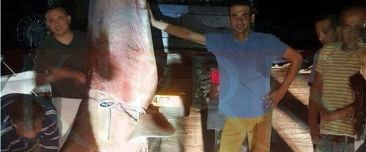 Tεράστιο σκυλόψαρο βάρους 650 κιλών ψάρεψαν Τουρκοκύπριοι ψαράδες στην Κώμη του Γιαλού - ΦΩΤΟ