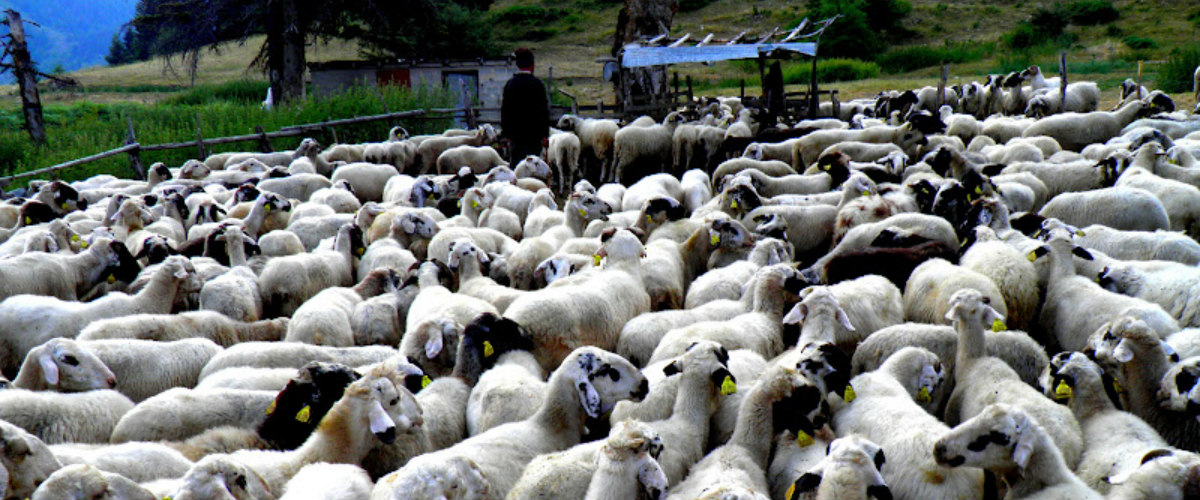 ΠΑΦΟΣ: Πήγε να βοσκήσει τα πρόβατα του και τα βρήκε δηλητηριασμένα – Καταγγελία στην Αστυνομία