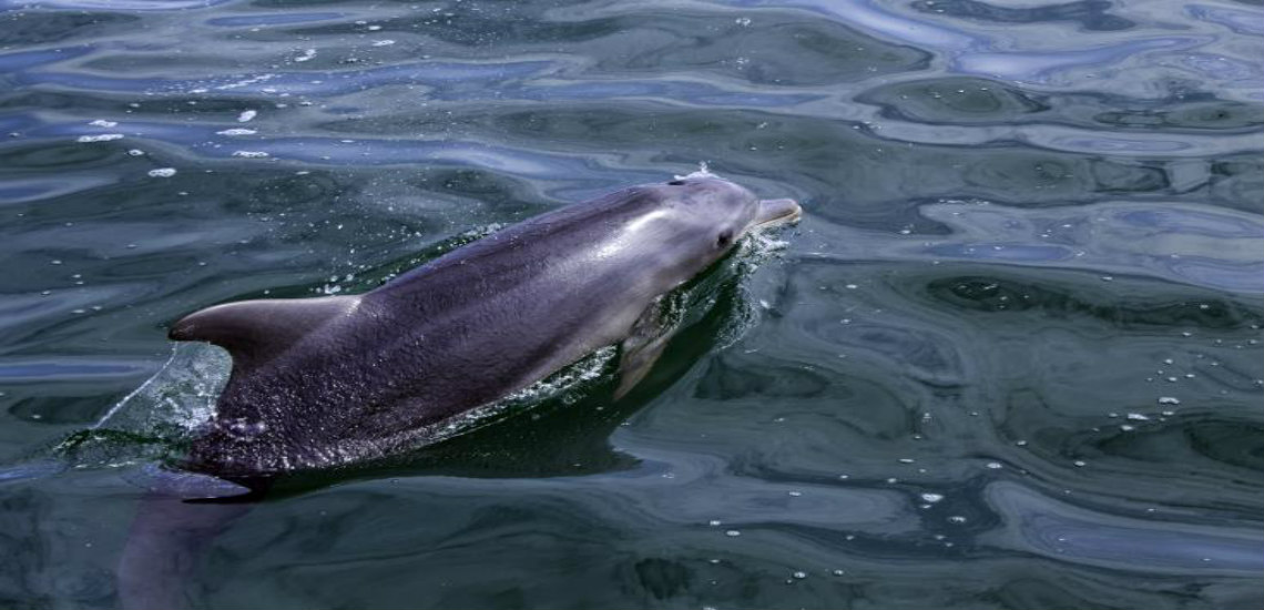 Βρέθηκαν φάλαινες και δελφίνια στα ύδατα της Κυπριακής Δημοκρατίας