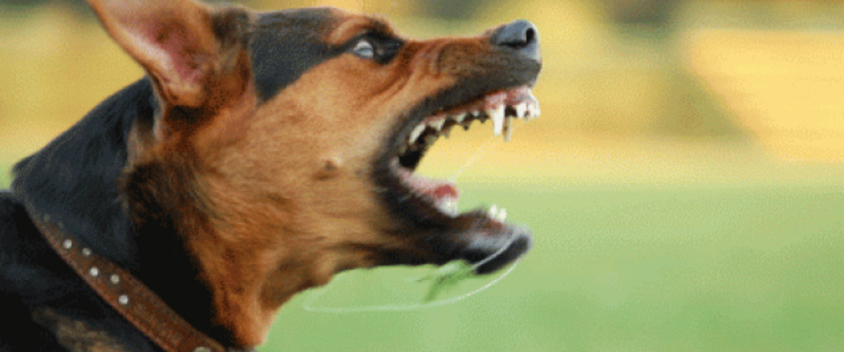 ΛΕΥΚΩΣΙΑ: Λυκόσκυλο κατασπάραξε μικρό σκυλάκι μπροστά στα μάτια του ιδιόκτητη του