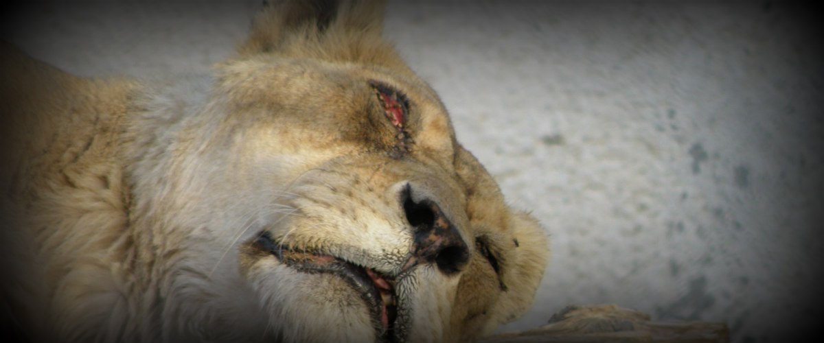 Καταγγελίες για άθλιες συνθήκες στον «Μέλιο» - VIDEO με τραυματισμένο λιοντάρι και ύαινες που δραπέτευσαν