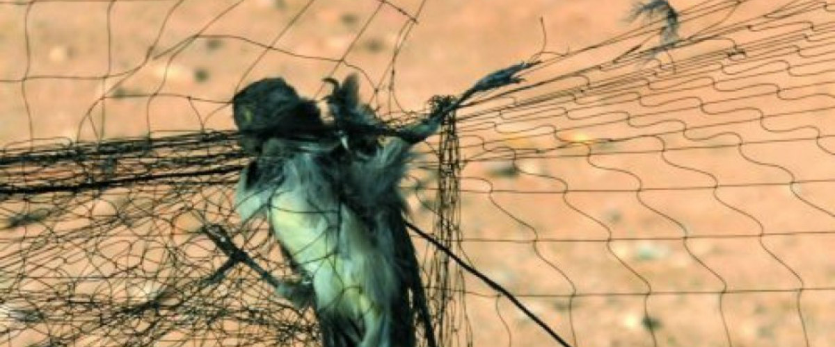 Περιβαλλοντικές οργανώσεις: Όχι σε «εναλλακτικό σχεδιασμό» της παγίδευσης πουλιών