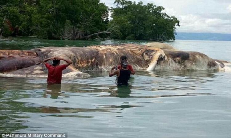 Τεράστιο, μυστηριώδες πλάσμα ξεβράστηκε στην ακτή των Φιλιππίνων – VIDEO