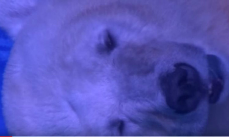 ΑΙΣΧΟΣ! Φυλάκισαν πολική αρκούδα για να...βγάζουν selfies! - ΦΩΤΟΓΡΑΦΙΕΣ&ΒΙΝΤΕΟ