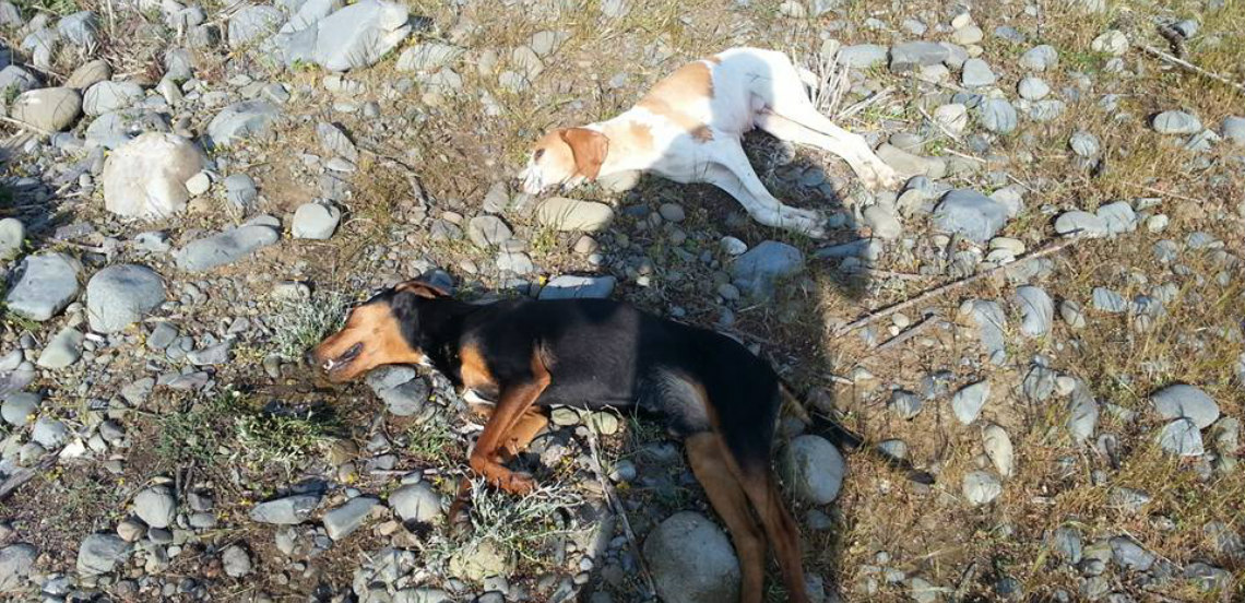 ΠΡΟΣΟΧΗ: Δηλητήριο στην περιοχή άσκησης σκύλων στο Ακάκι - «Του εύχομαι να πάθει το ίδιο» - ΦΩΤΟΓΡΑΦΙΕΣ