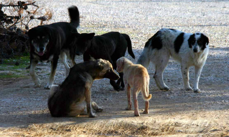 Δεκάδες διάσημοι κάνουν έκκληση «Σταματήστε τη σφαγή των σκύλων» - BINTEO