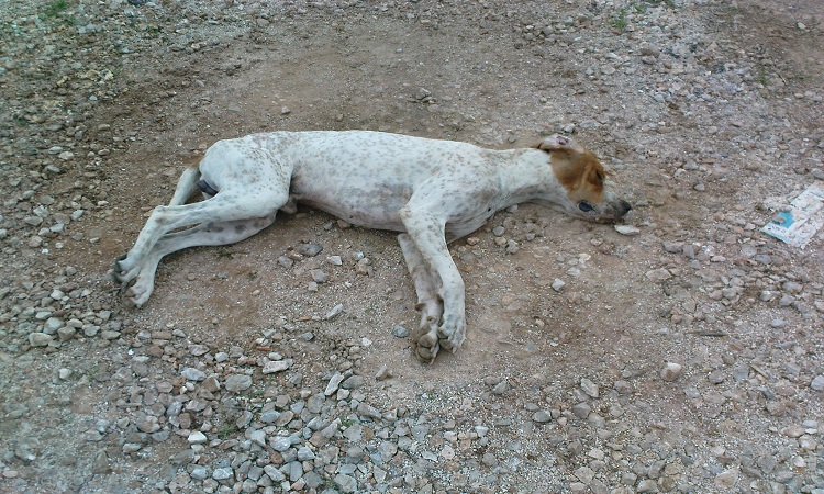 Δηλητηρίασαν για ακόμη μια φορά σκύλο στη Λεμεσό – Καταγγελία από το Κίνημα Οικολόγων
