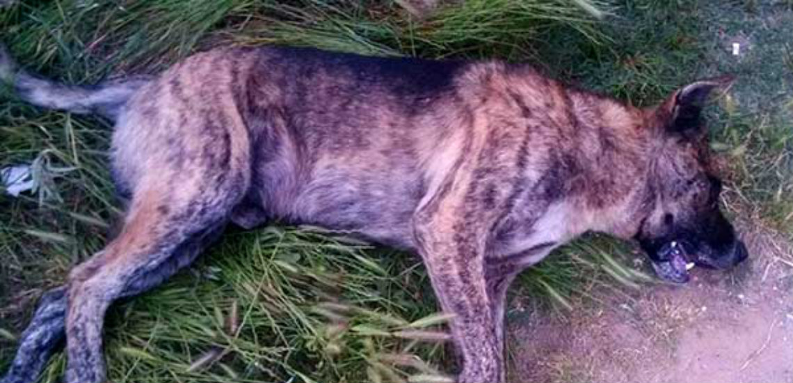 ΣΤΡΟΒΟΛΟΣ: Έριξαν δηλητήριο για να σκοτώσουν σκύλο και τα κατάφεραν – Τι διερευνά η Αστυνομία