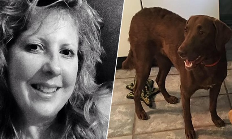 Έγινε και αυτό στις ΗΠΑ: Σκύλος μαχαίρωσε την ιδιοκτήτριά του
