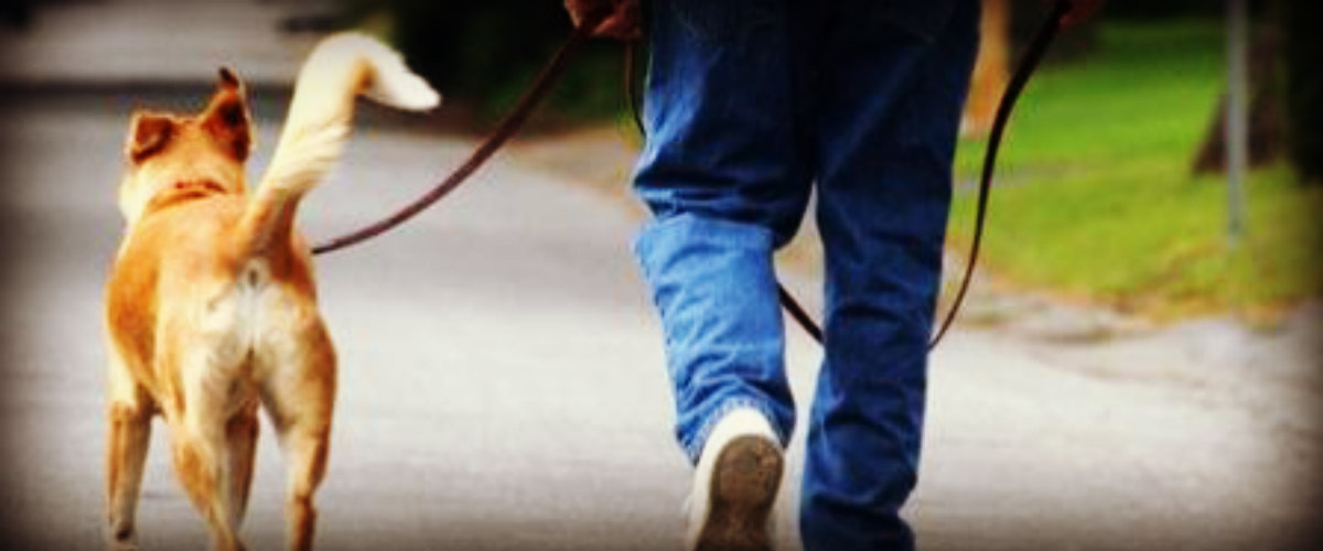 ΤΡΟΟΔΟΣ: Μοιραία η πρωινή βόλτα με τα σκυλιά στον Όλυμπο - 50χρονος έχασε την ζωή του