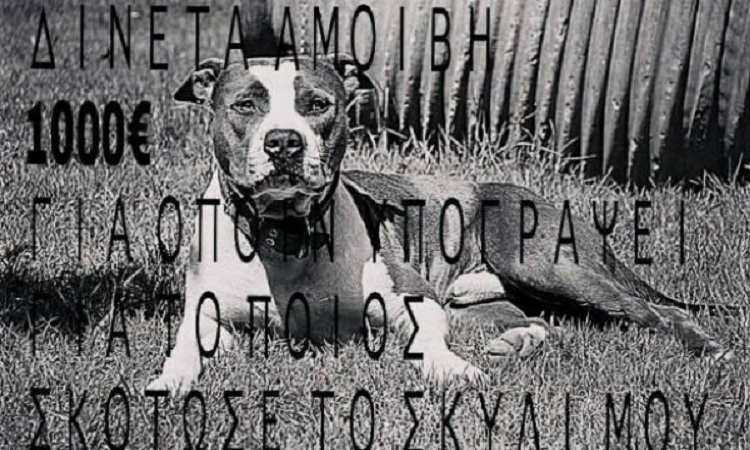 Ηλεία: Επικήρυξαν στο facebook τον δολοφόνο του σπάνιου σκύλου που βλέπετε (Φωτό)!