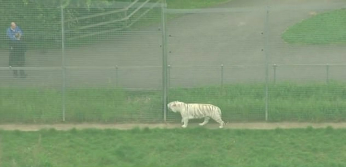Τρομερό: Τίγρης κατασπάραξε γυναίκα-φύλακα σε ζωολογικό κήπο -ΒΙΝΤΕΟ