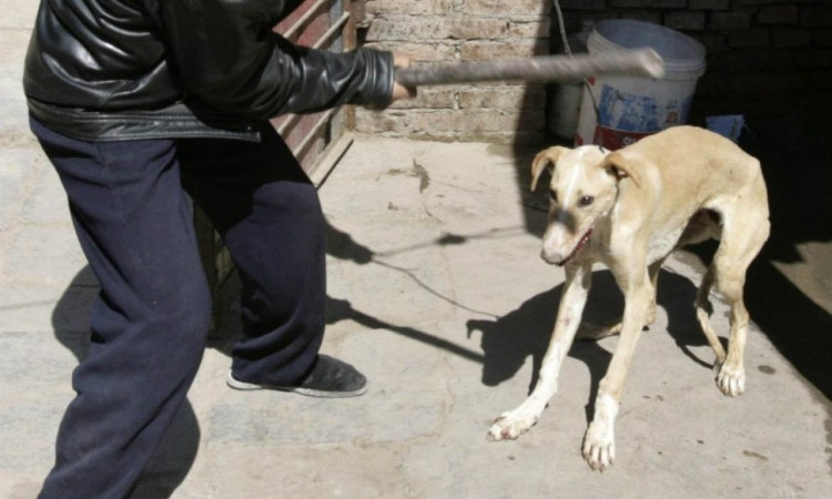 ΦΡΙΚΗ ΔΙΧΩΣ ΤΕΛΟΣ:Βασανίζουν και σκοτώνουν αθώα σκυλιά-Τα σκίζουν και τα κρεμούν(ΣΚΛΗΡΟ ΒΙΝΤΕΟ)