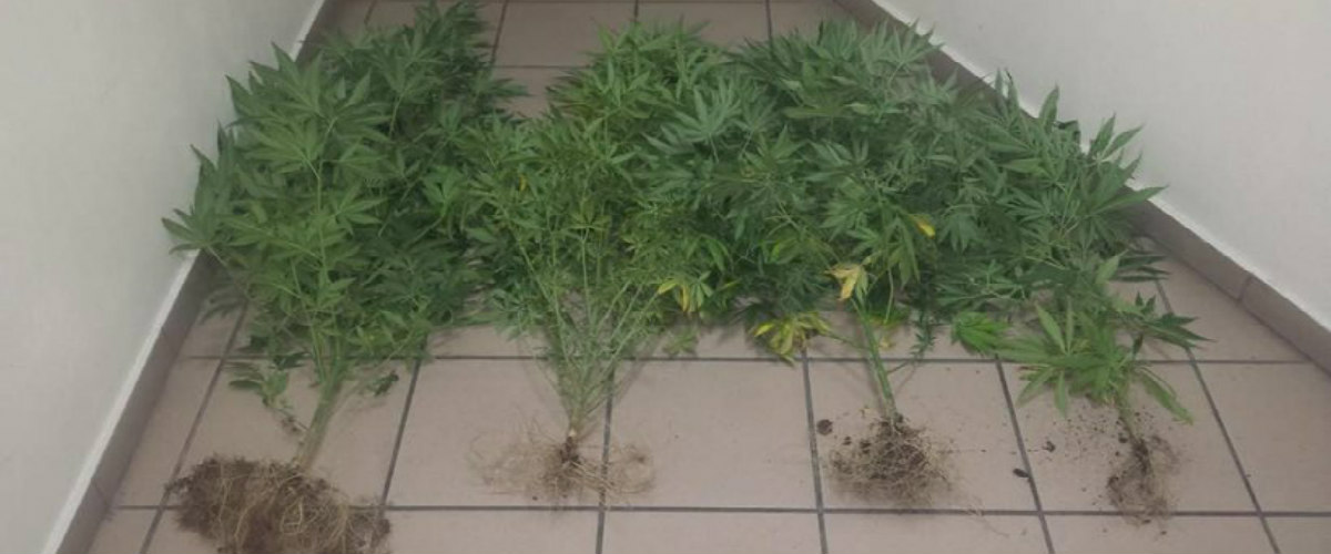 ΛΕΜΕΣΟΣ: 35χρονος και 29χρονη καλλιεργούσαν φυτά κάνναβης εντός της οικία τους