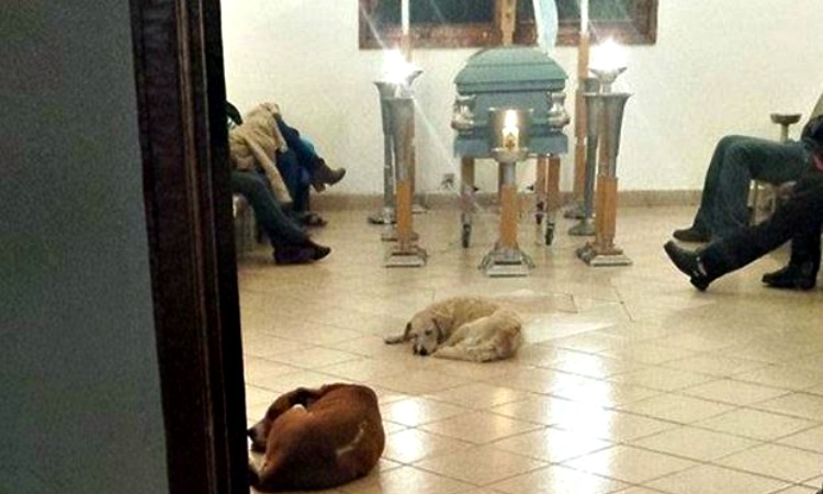 Συγκινητικό: Αδέσποτα σκυλιά πήγαν στην κηδεία της γυναίκας που τα φρόντιζε