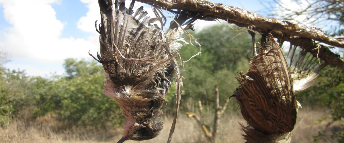 Ζωντανά και νεκρά άγρια πτηνά και ξόβεργα εντοπίστηκαν σε χωράφι στο Φρέναρος