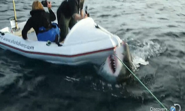 Καρέ – καρέ η επίθεση από λευκό καρχαρία σε γυρίσματα ντοκιμαντέρ στη Νέα Ζηλανδία (Video)