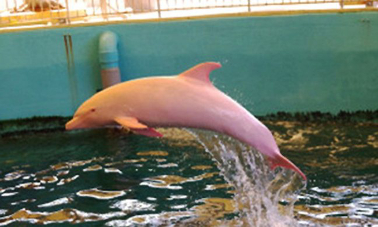 Το δελφίνι που… κοκκινίζει!