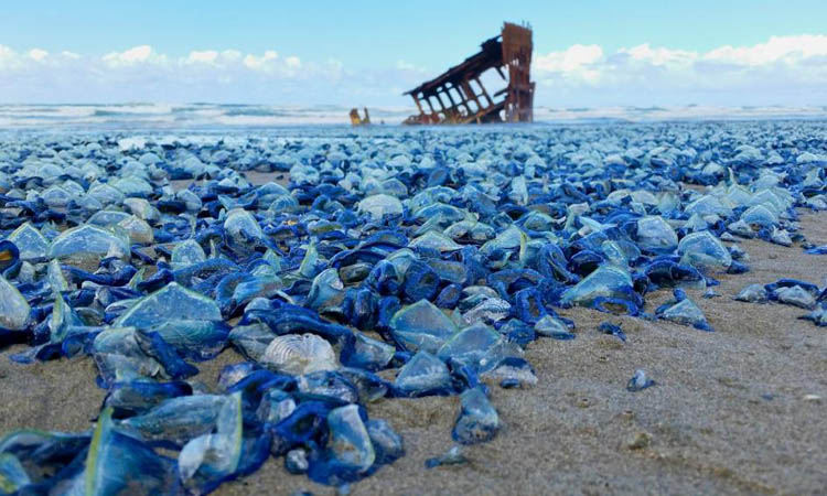 Απίστευτο! Εκατομμύρια μπλε μέδουσες ξεβράζονται στις παραλίες στις ΗΠΑ(pic)
