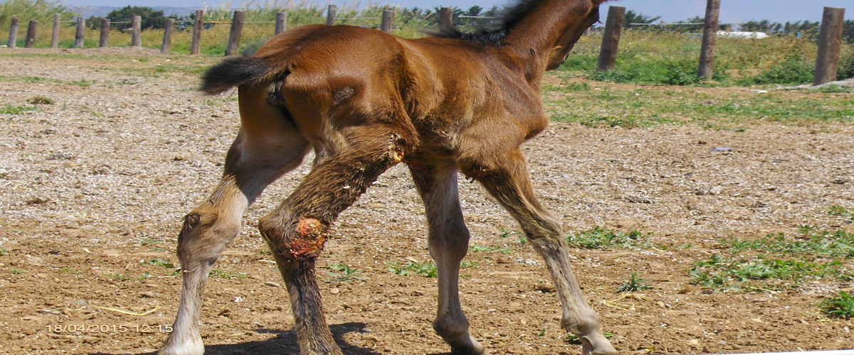 Διαδώστε το: Γνωρίζει κανείς εάν αυτό το μολυσμένο από πληγές άλογο στη Γεροσκήπου έχει ιδιοκτήτη;