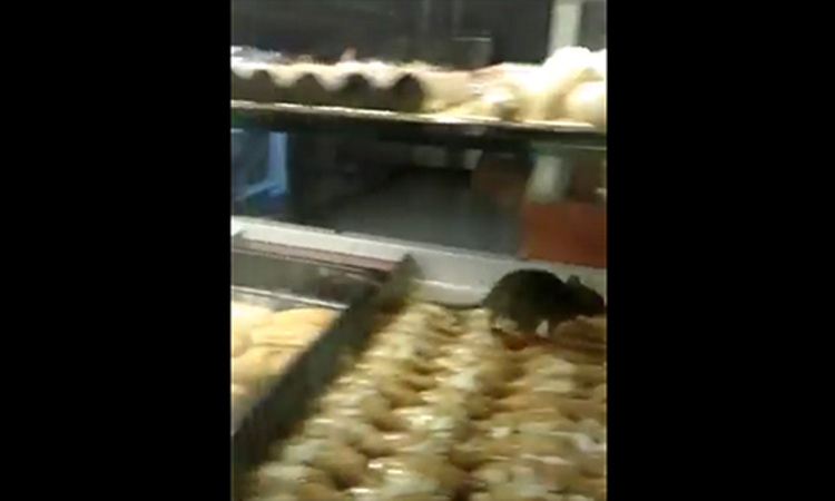 Το είδαμε και αυτό… ποντικάκι κόβει βόλτες πάνω στα γλυκά σε βιτρίνα ζαχαροπλαστείου (βίντεο)