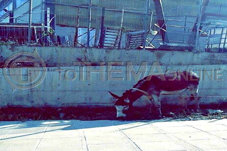 Eγκατέλειψαν δεμένο με αλυσίδες γαϊδουράκι σε πεζοδρόμιο της Βιομ. Περιοχής Ύψωνα χωρίς φαί και νερό