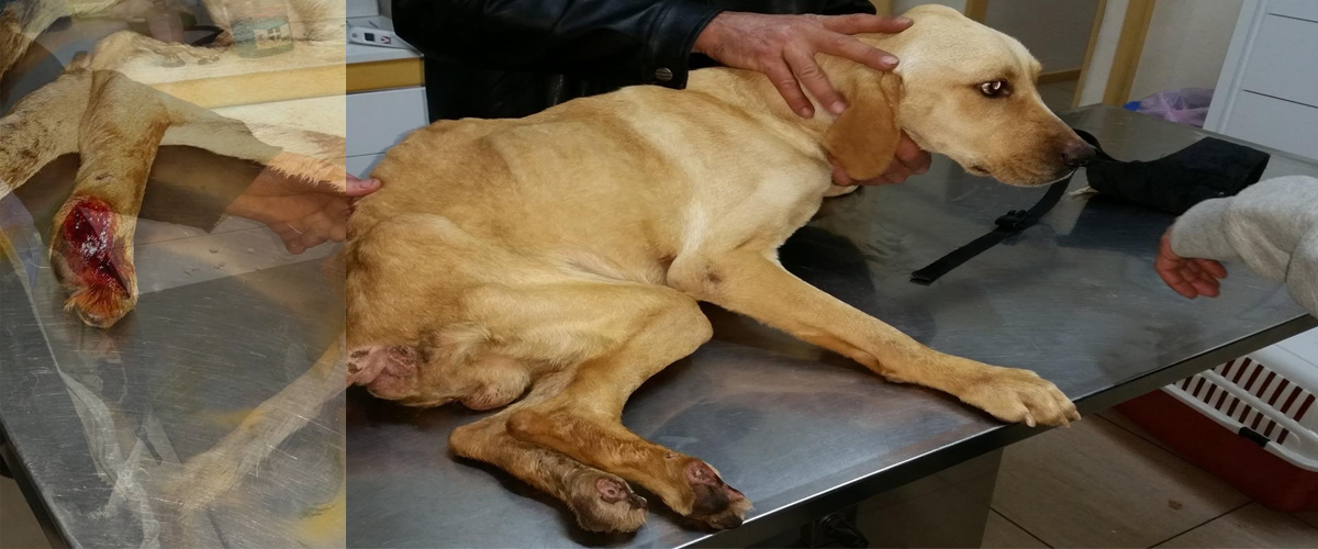 «Ε…  Πιάστε το εν το θέλουμε» Η ιστορία του αποστεωμένου ανάπηρου σκύλου Bruno στη Λευκωσία που σώθηκε χθες βράδυ