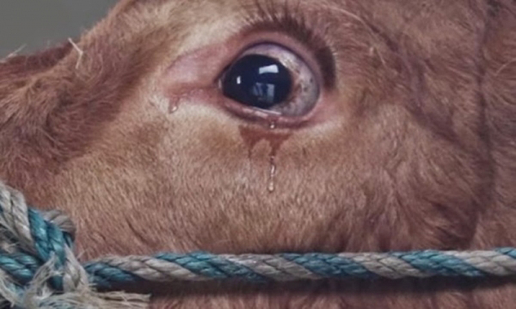 Σίγουρα δεν θα ξανά φάτε κρέας: Τα δάκρυα αγελάδας λίγο πριν την σφαγή (Βίντεο)