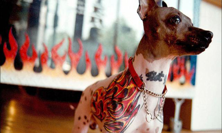 Κόβει τα αυτιά των σκύλων του και τους κάνει τατουάζ - Είναι αυτό κακοποίηση ζώου;