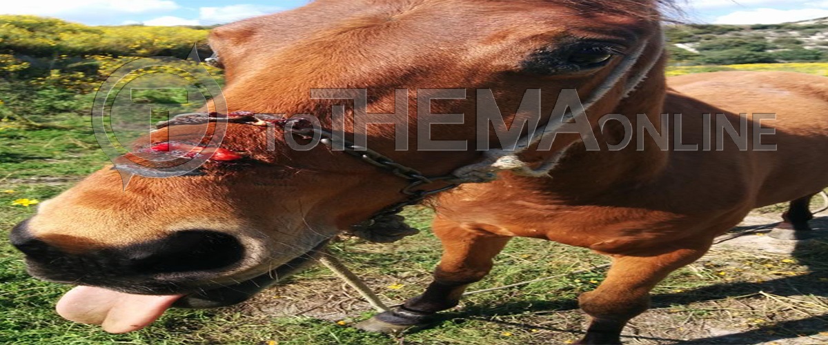 Δεμένο και διψασμένο σε έξοδο του αυτοκινητόδρομου προς Πάφο αυτό το άλογο – Φέρει πληγή από την αλυσίδα στο πρόσωπο