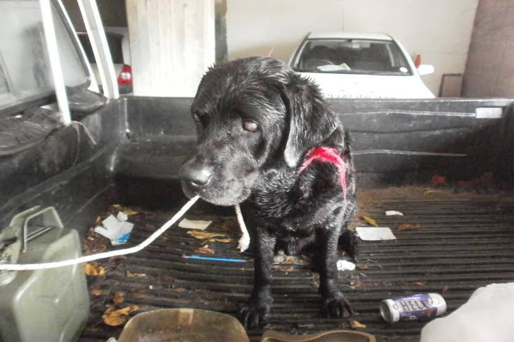 Υπάρχουν ακόμη Άνθρωποι – Βρέθηκε σπίτι γι’ αυτό το τυφλό σκυλάκι που πέταξε στο δρόμο ο ιδιοκτήτης του