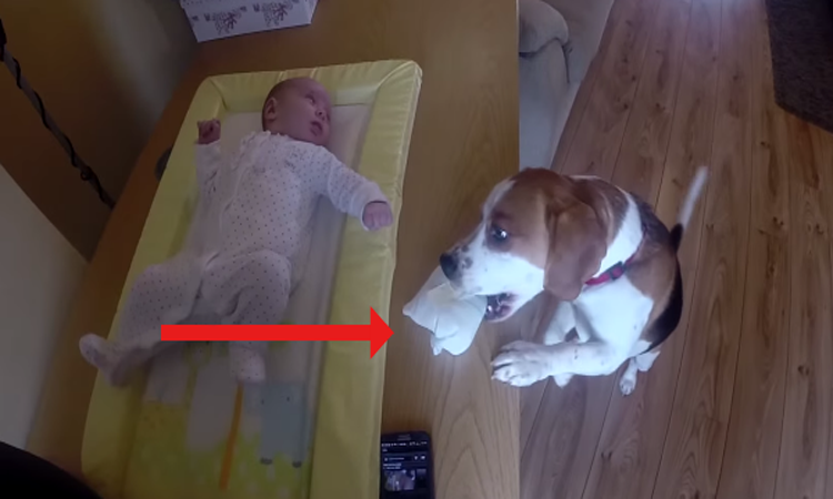 Δεν θα πιστεύεται πως αντέδρασε το σκυλάκι, όταν ξαφνικά το μωρό άρχισε να κλαίει (Βίντεο)