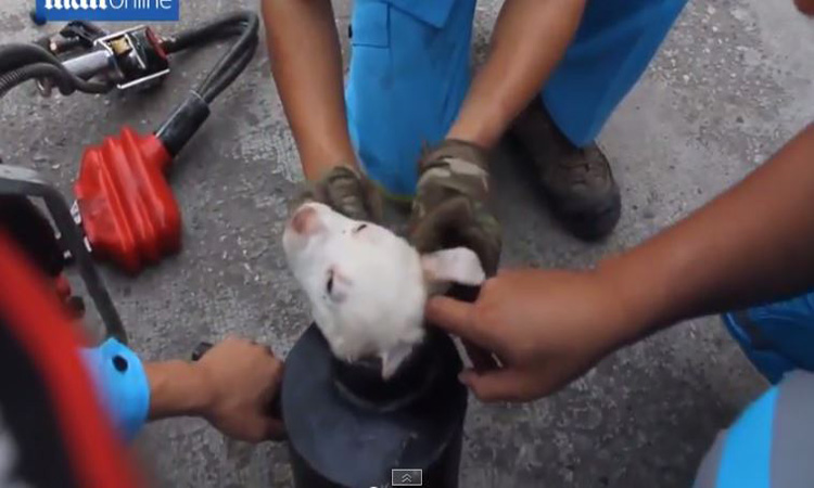 Ταϋλάνδη : Κουταβάκι βρέθηκε σφηνωμένο σε σωλήνα – Δείτε τη συγκλονιστική διάσωση του