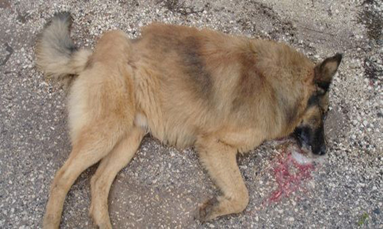Φρίκη! Δολοφόνησαν 13 σκυλιά σε φάρμα στο Δασάκι Άχνας για να εκδικηθούν τον ιδιοκτήτη
