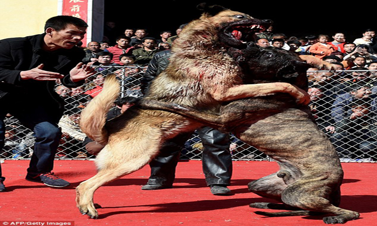 Φρίκη! Στην Κίνα σκυλιά παλεύουν μέχρι θανάτου! (Προσοχή! Σκληρές εικόνες)
