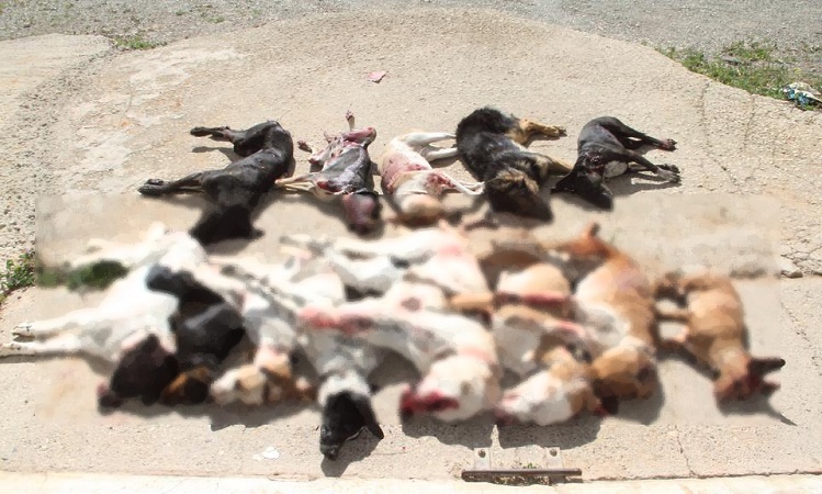 Το Κόμμα για τα Ζώα καταδικάζει τον πυροβολισμό 13 σκύλων