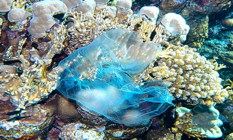 Ο Μεγάλος Κοραλλιογενής Ύφαλος τρώει πλαστικά!