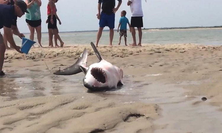 Λουόμενοι έσωσαν την ζωή ενός καρχαρία- Προσπάθειες «επαναφοράς» του ακόμη και μέσα στο νερό (Βίντεο)
