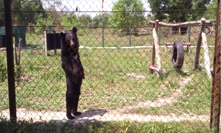 Απίστευτο βίντεο : Αρκούδα άνθρωπος