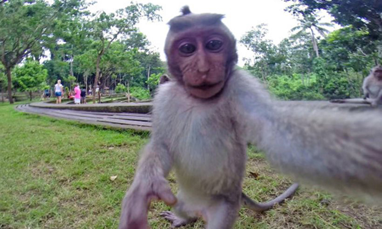 Μαϊμού πήρε μια φωτογραφική μηχανή από τουρίστες και έβγαλε selfie