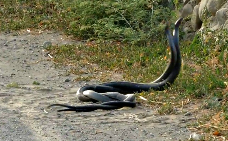 Έγινε και αυτό στην Κύπρο! Βίντεο με φίδια να ερωτοτροπούν στην Πάφο