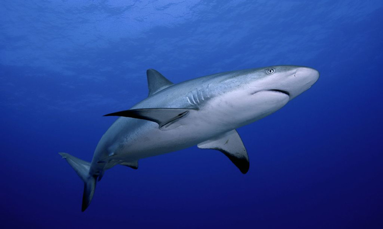 Πενήντα καρχαρίες μια ανάσα από την στεριά στην Βρετάνια! (video)